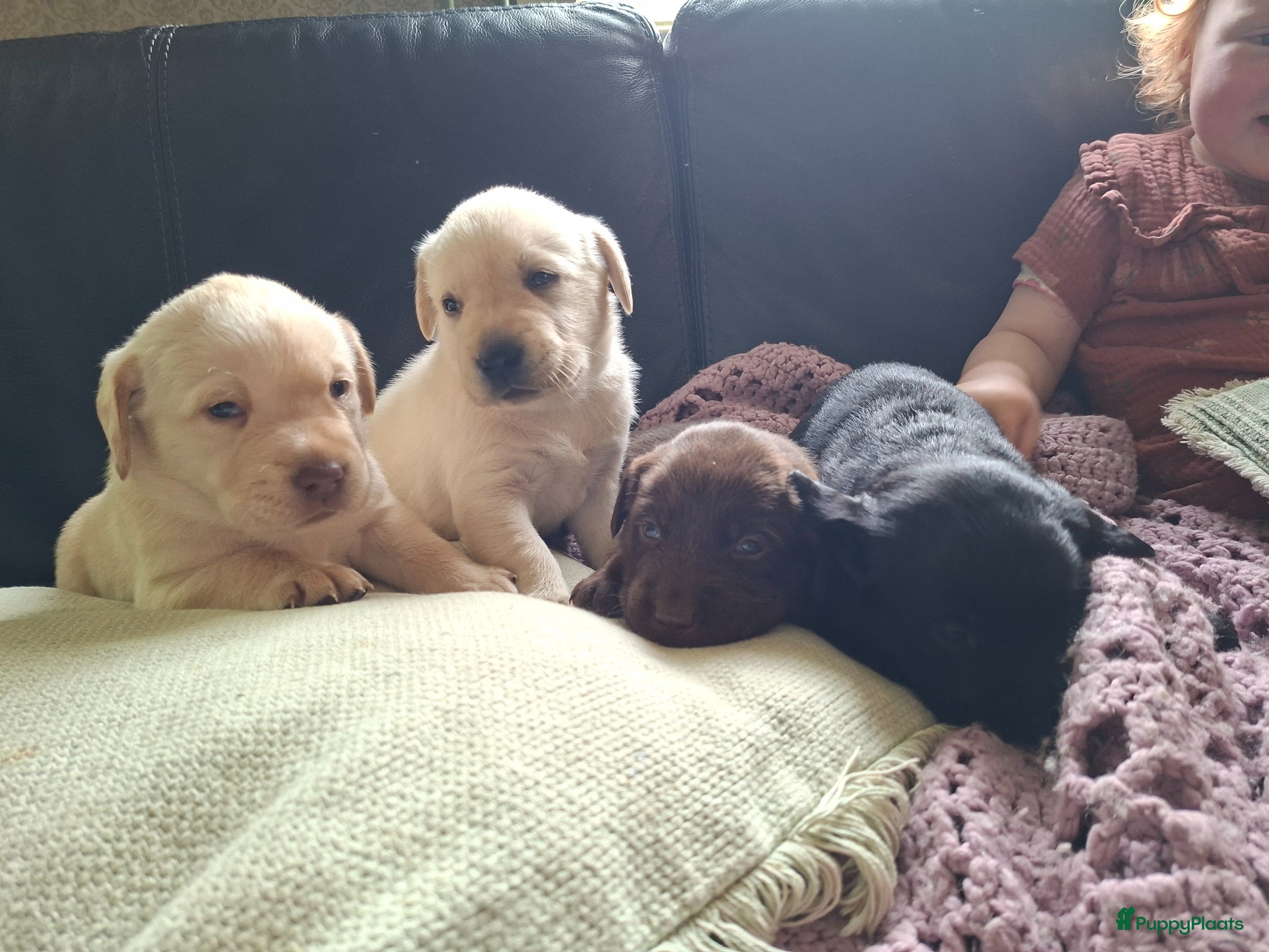 Labrador Retriever honden  Raszuivere stamboom labrador retriever - Advertentie 2