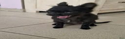 Pomchi honden te koop: Pomchi teefje - Advertentie 5