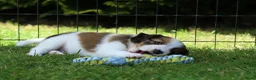 Kooikerhondje honden te koop: Raszuivere Kooikerpup reu. - Advertentie 21