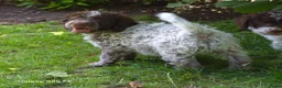 Lagotto Romagnolo honden te koop: Italiaanse waterpuppy's - Advertentie 18