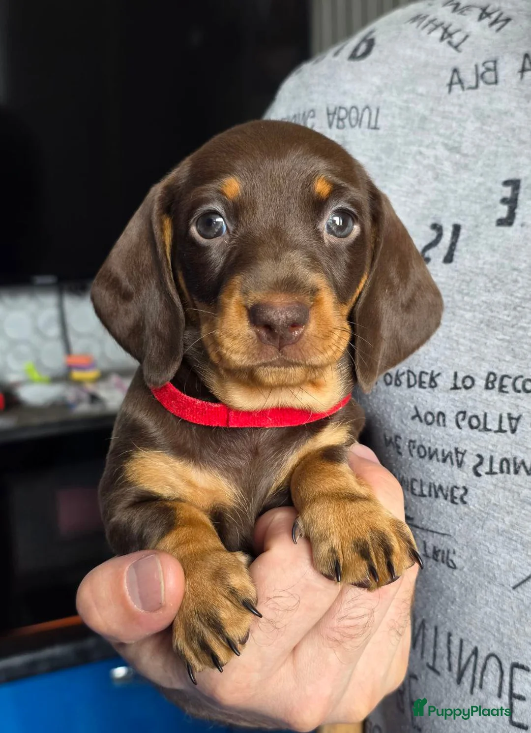 Teckel (korthaar)  honden te koop: Dwerg teckel pups - Advertentie 2