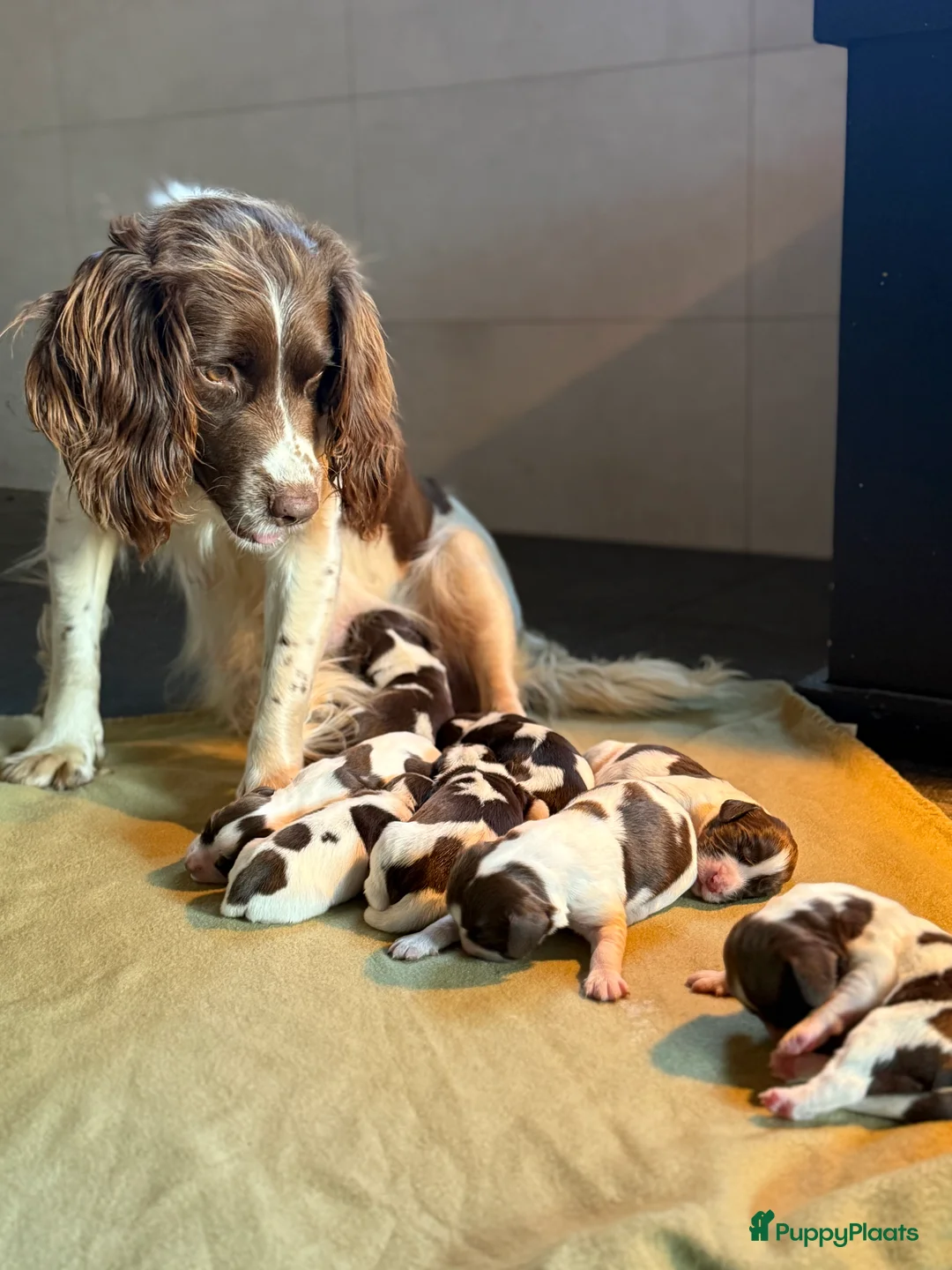 Engelse Springer Spaniel honden te koop: Engelse Springer Spaniël pups - Advertentie 23