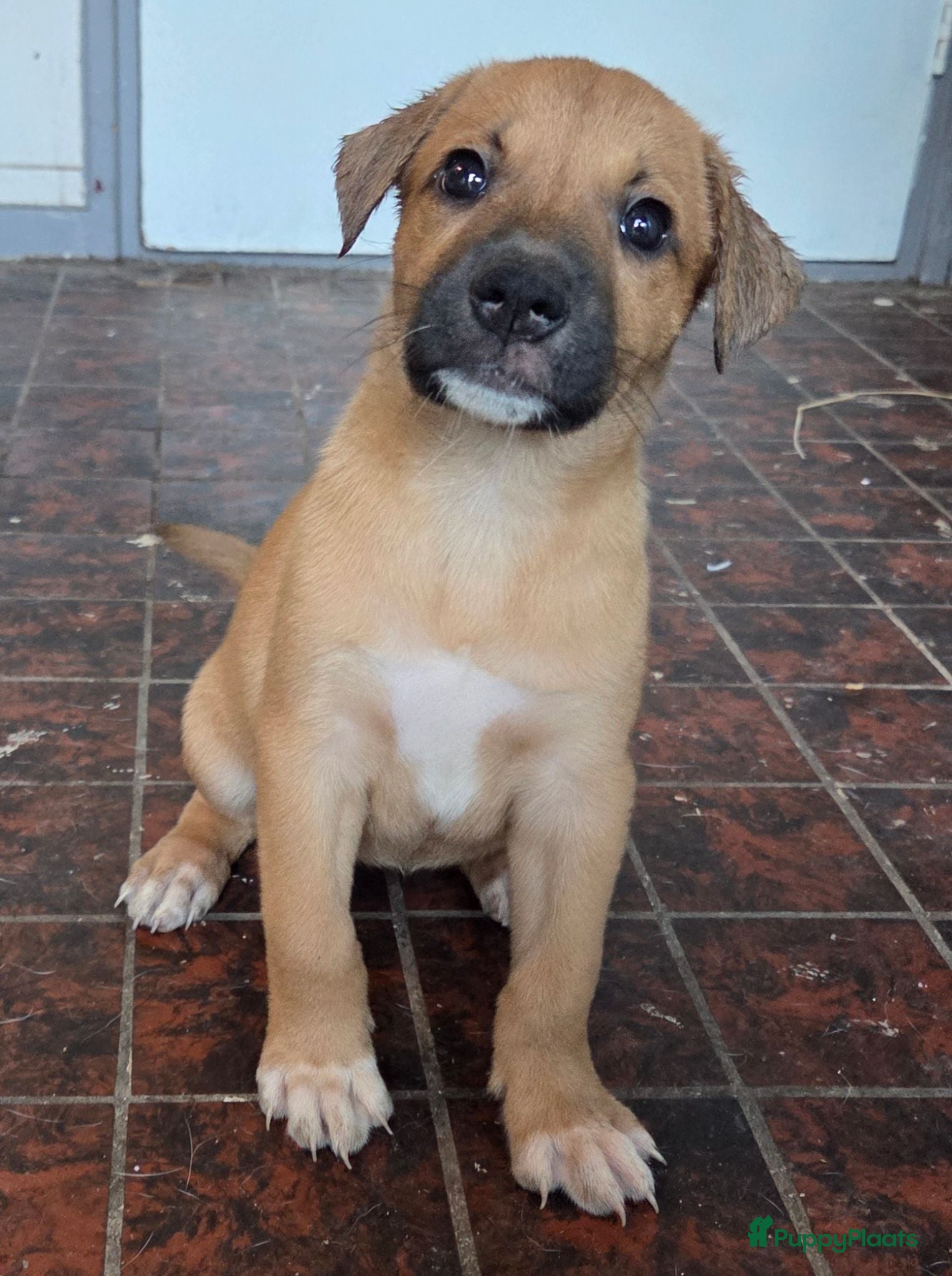 Kruising honden Nog 3 pups beschikbaar  - Advertentie 2