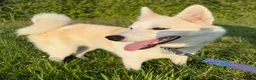 Kruising honden te koop: Reeva - Advertentie 3