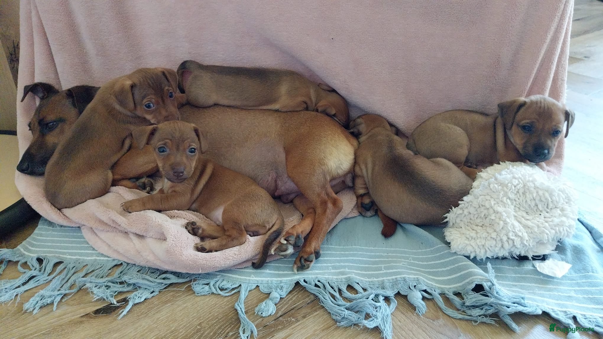 Jack Russel Terriër honden 🐶 Jack Russell pups zoeken een liefdevol thuis - Advertentie 1