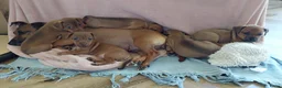 Jack Russel Terriër honden te koop: 🐶 Jack Russell pups zoeken een liefdevol thuis in Opeinde - Advertentie 1