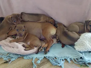Jack Russel Terriër honden 🐶 Jack Russell pups zoeken een liefdevol thuis - Advertentie 6