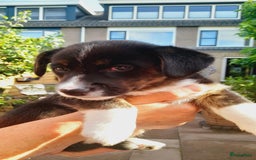 Welsh Corgi Cardigan honden te koop: 2 Welsh Corgi Cardigan pups te koop! in Barneveld - Afbeelding 9