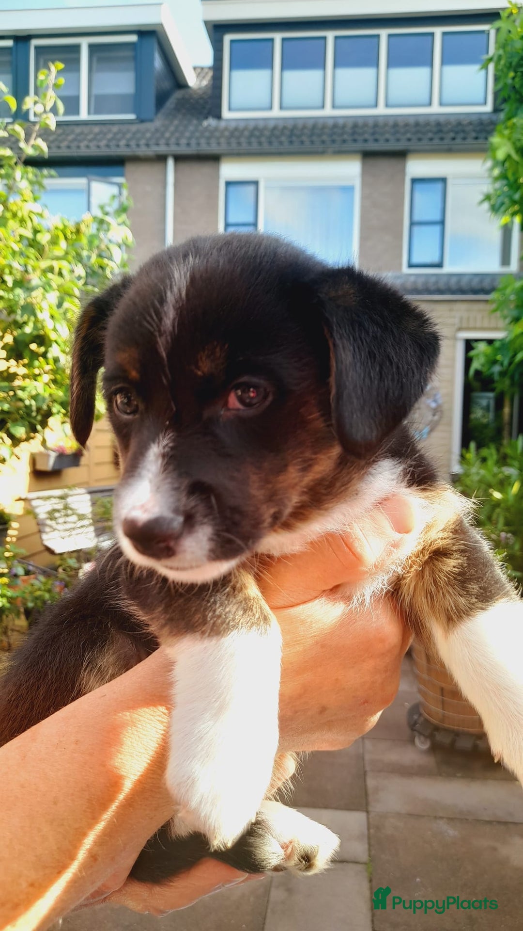 Welsh Corgi Cardigan honden te koop: 2 Welsh Corgi Cardigan pups te koop! in Barneveld - Afbeelding 9