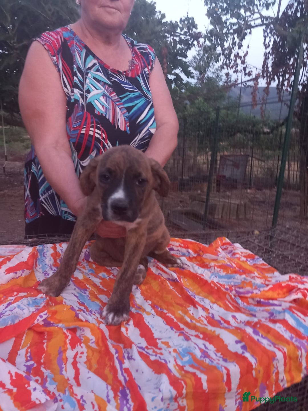 Kruising honden te koop: Lilly zoekt een baasje - Advertentie 2