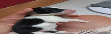 Pup 11