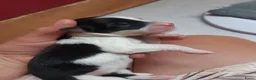 Kruising honden te koop:  Australian Shepherd (75%) x Bordercollie (25%) - Advertentie 12