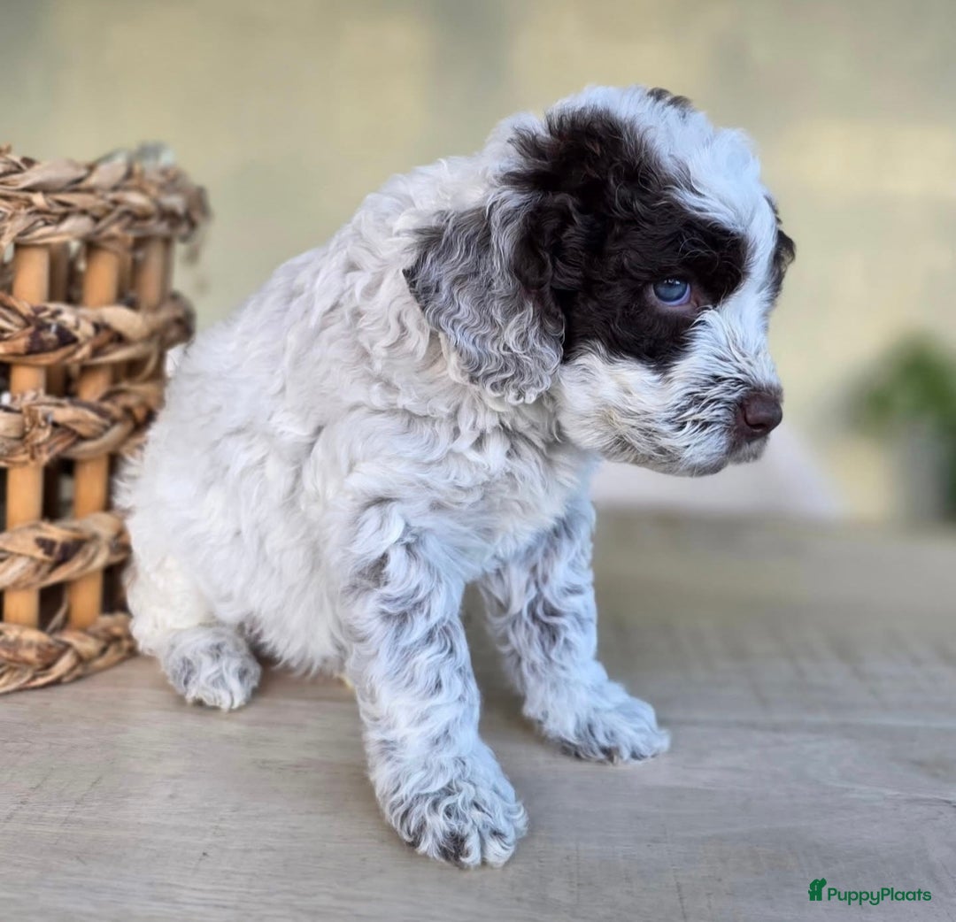 Lagotto Romagnolo honden te koop: Laatste Lagotto pupje  - Advertentie 3