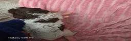 Lagotto Romagnolo honden te koop: Lagotto Romagnolo Pupies - Advertentie 14
