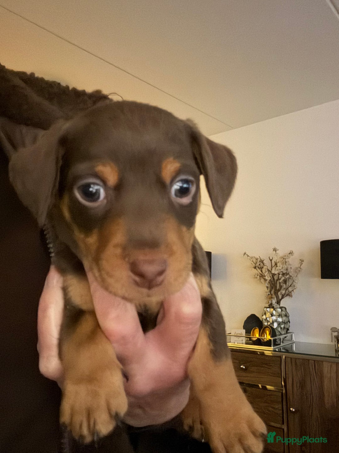 Jack Russel Terriër honden te koop: Jack Russel pup”s chocotan - Advertentie 4