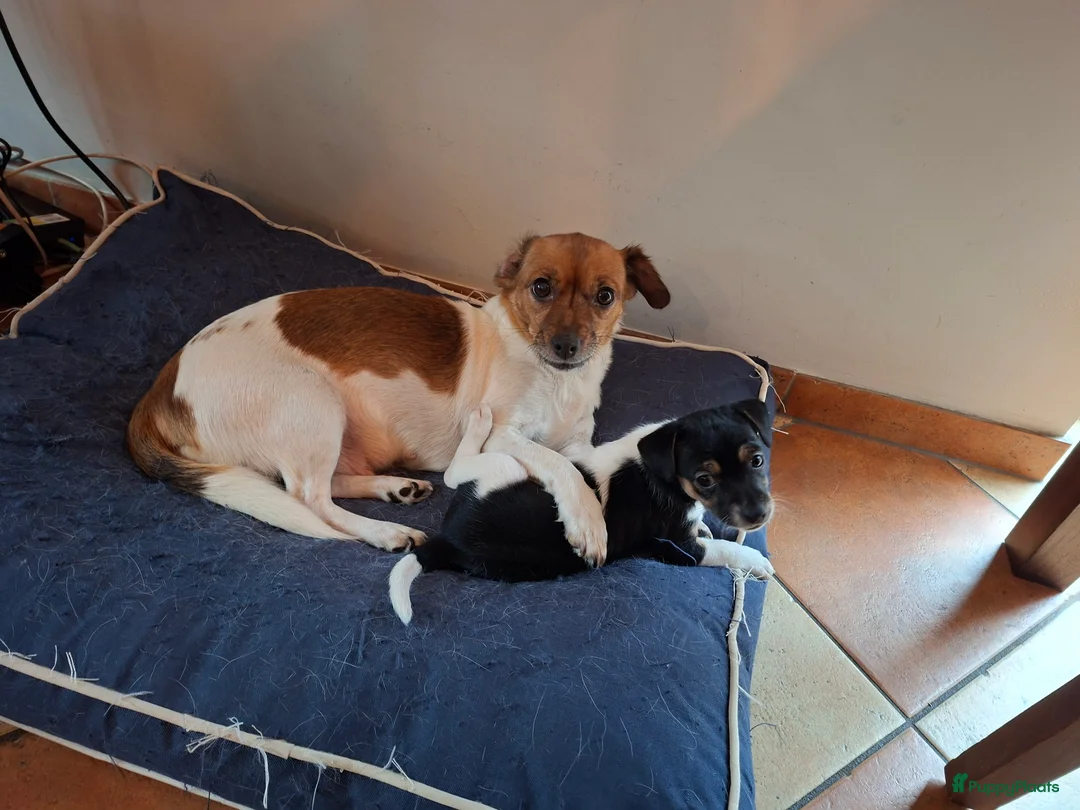 Jack Russel Terriër honden te koop: Jack Russel pup teefje - Advertentie 13