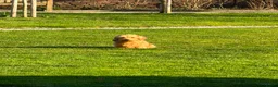 Ruwhaar Teckel honden te koop: Ruwharige teckel  in Leende - Advertentie 6