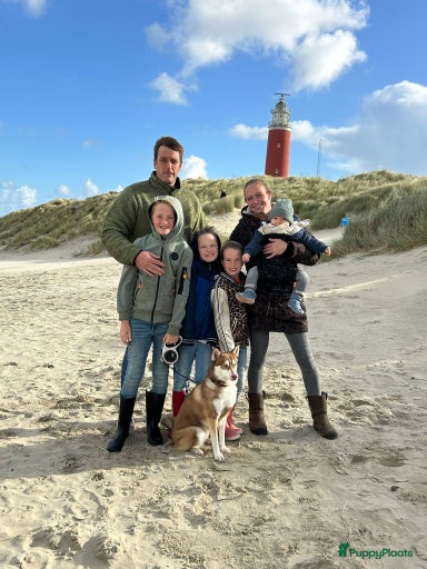 Galerij afbeelding {{count}}