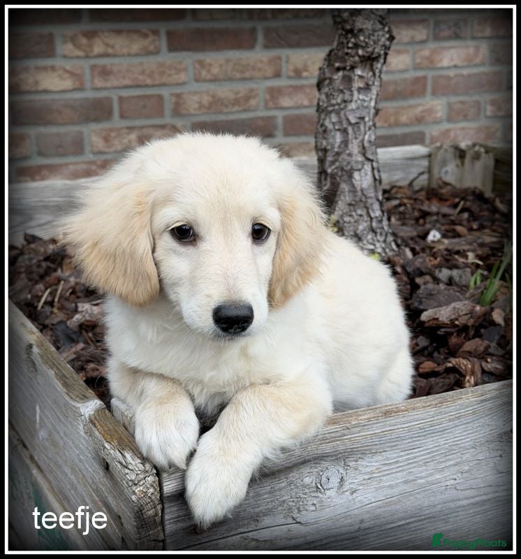 Kruising honden Boompoo pups Boomer x Poedel - Advertentie 1
