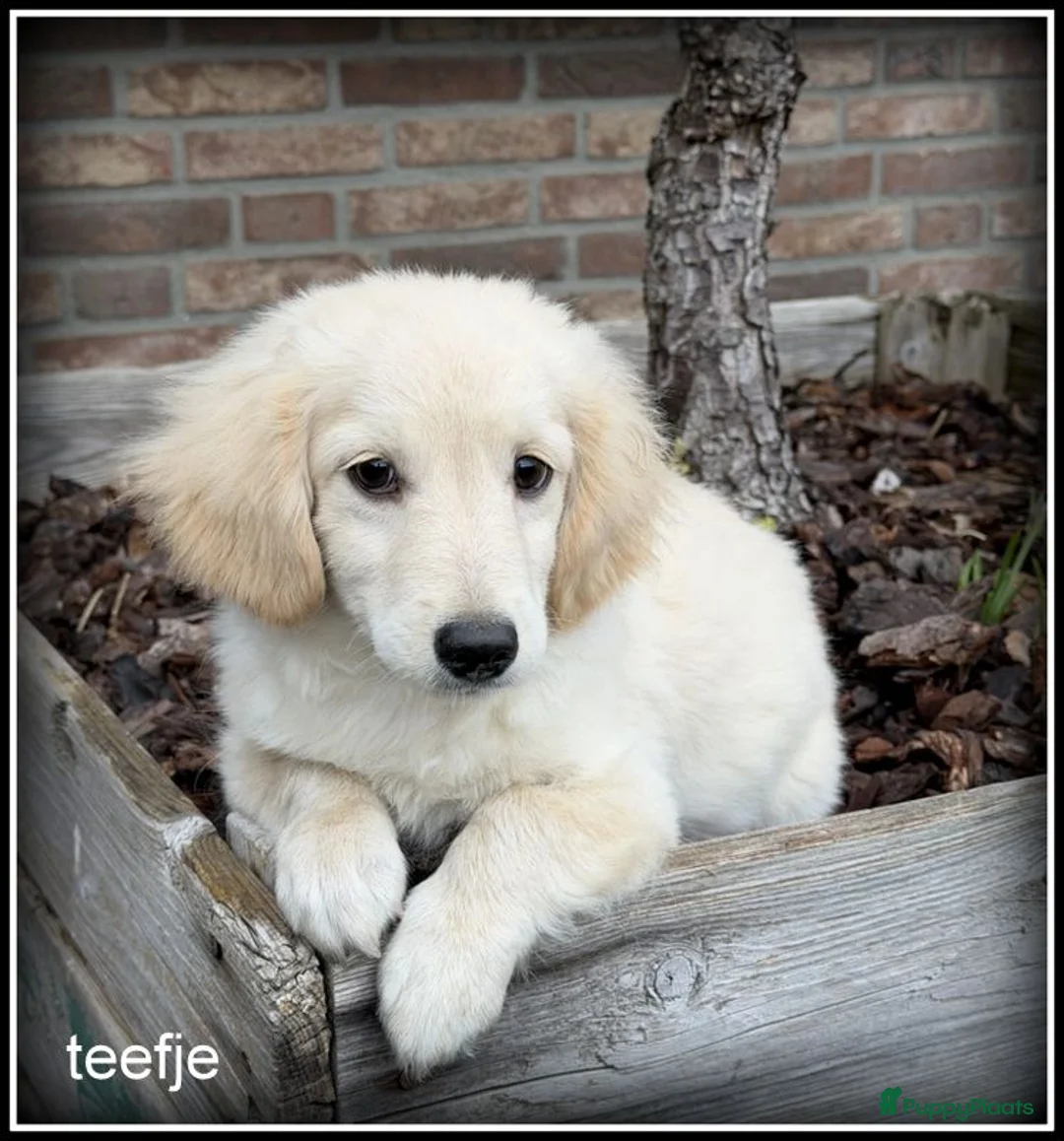 Kruising honden te koop: Boompoo pups Boomer x Poedel - Advertentie 1