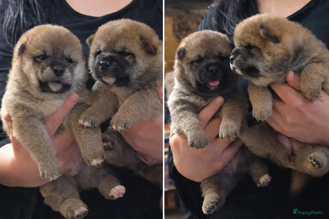 Shiba honden te koop: Shiba Inu pups met stamboom en gezondheidstesten - Advertentie 8