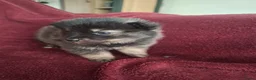 Pomsky honden te koop: 5 pomsky pups - Advertentie 9