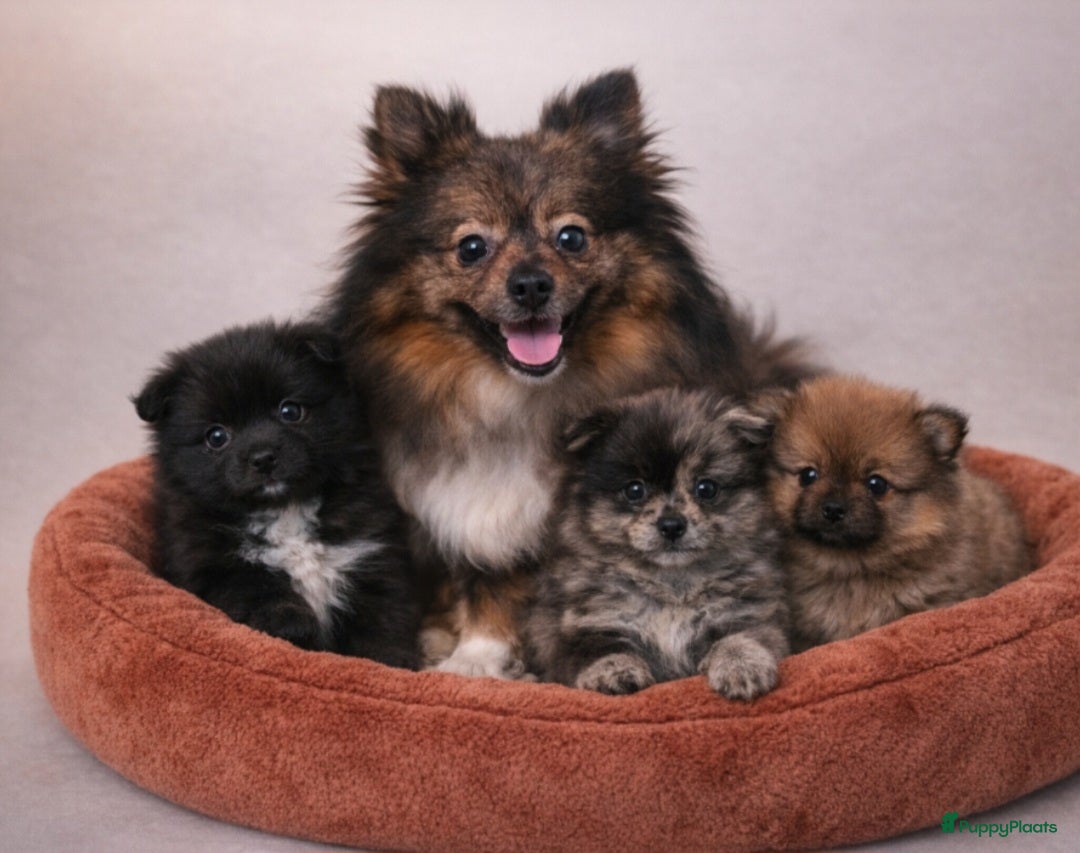 Pomeriaan honden Super mooie pomeriaan,  dwergkees pups - Advertentie 1