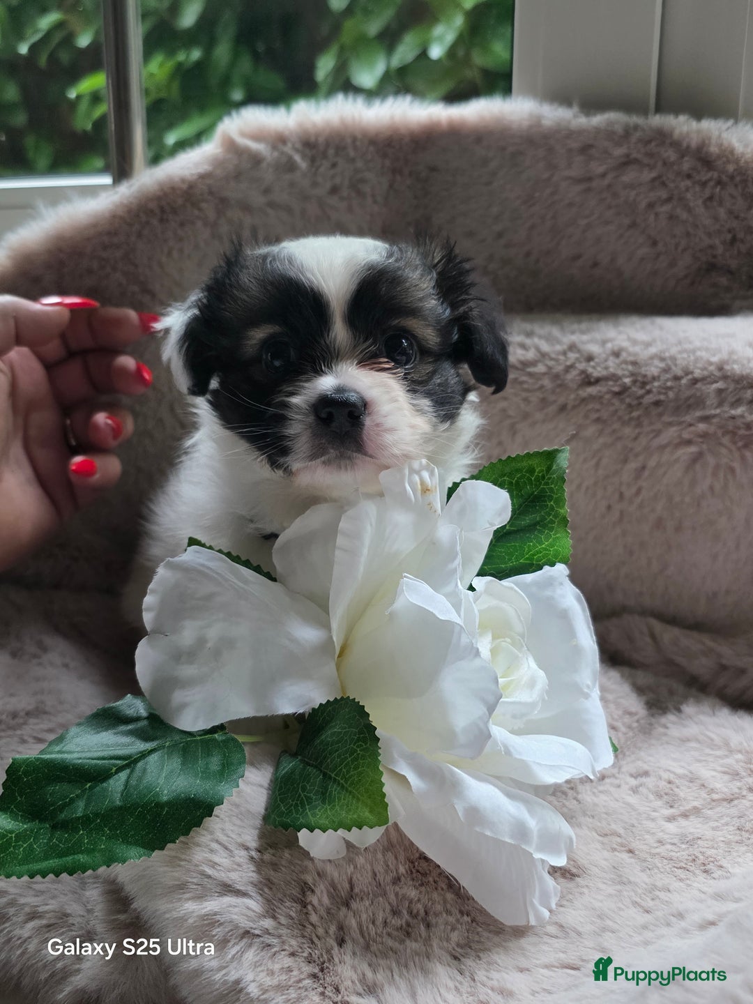 Pomchi honden te koop: Pomchi pups - Advertentie 2