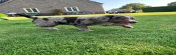 Kruising honden te koop: Prachtige pups Heidewachtel/ Australian Shepperd - Advertentie 9