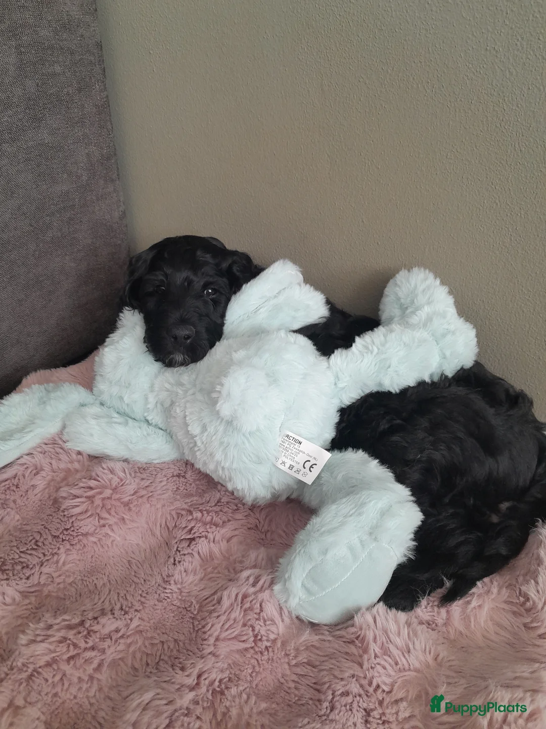 Labradoodle honden te koop: Nog 1 labradoodle medium te koop reutje - Advertentie 2