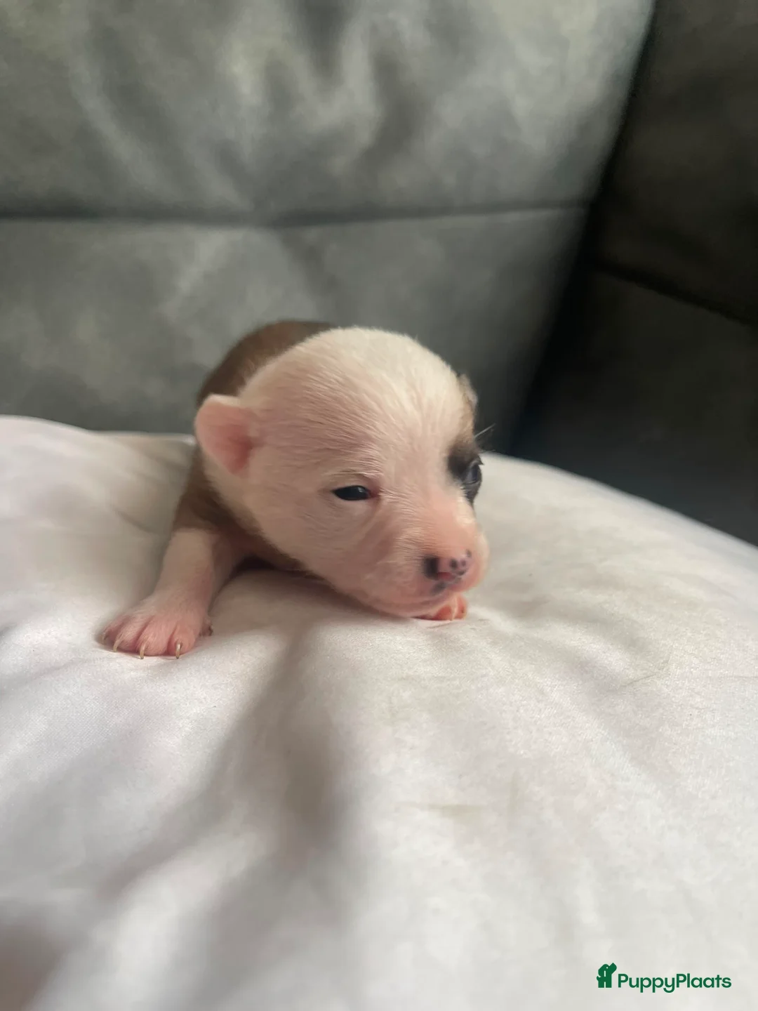 Chihuahua honden te koop: Chihuahua pups raszuiver (nog 3 beschikbaar) - Advertentie 29