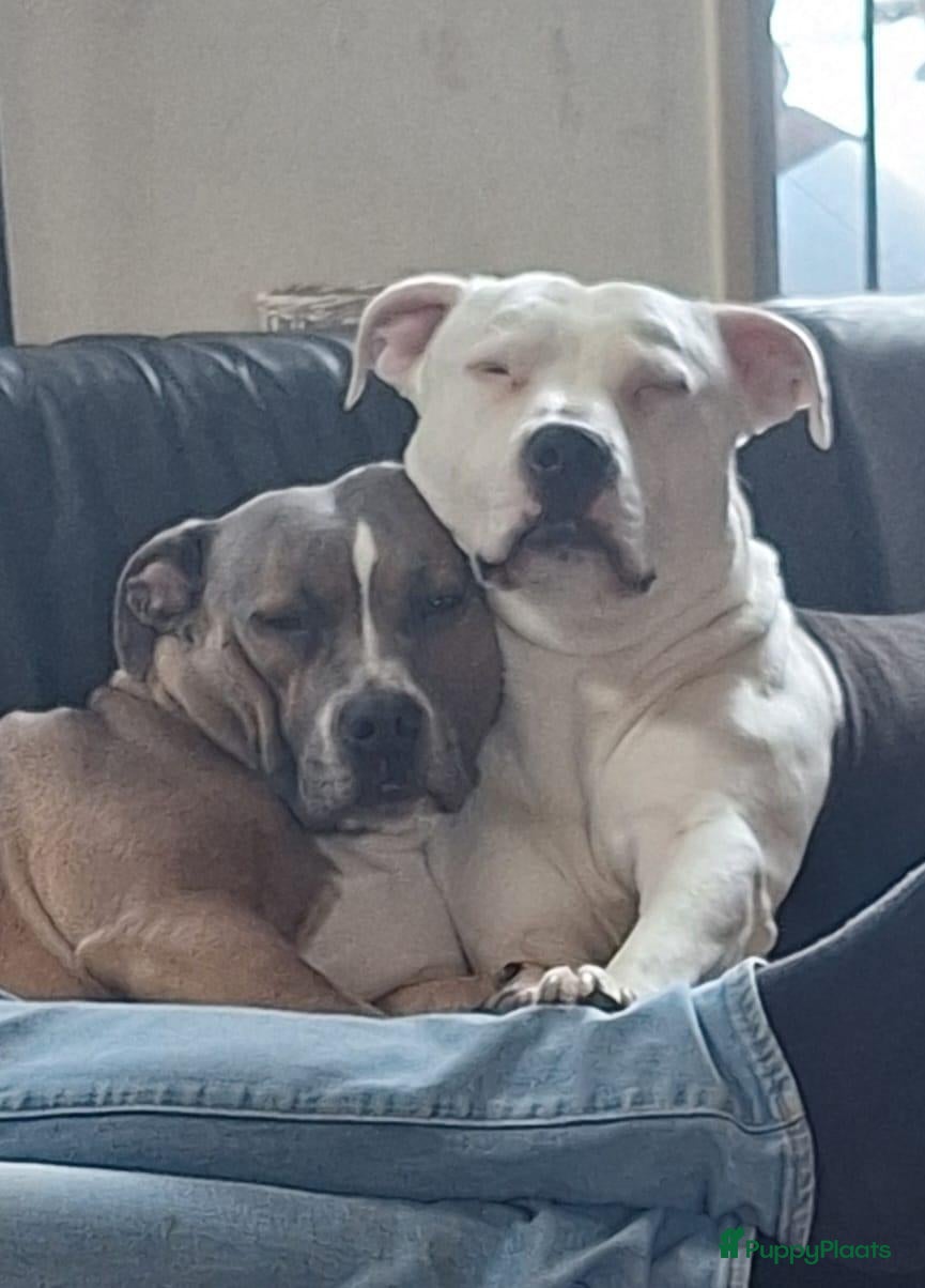American Staffordshire Terriër honden Prachtig nestje, 2 reutjes, 2 teefjes - Advertentie 1