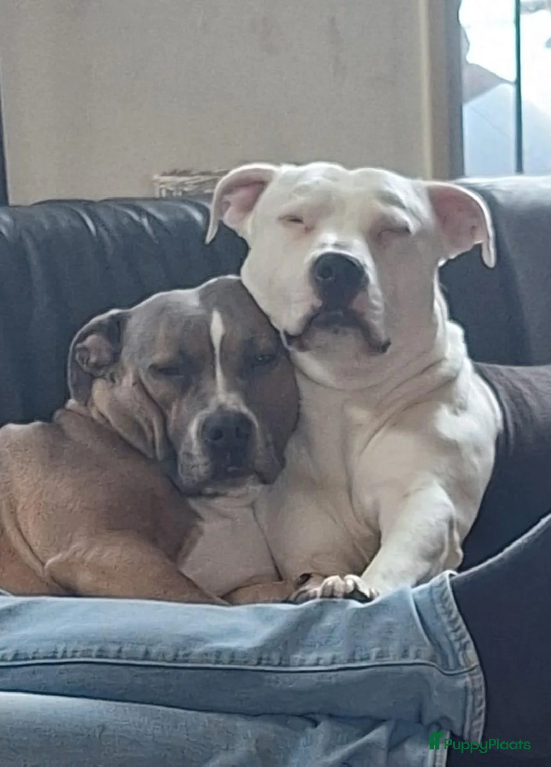American Staffordshire Terriër honden te koop: Prachtig nestje, 2 reutjes, 2 teefjes - Advertentie 1