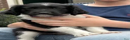 Friese Stabij honden te koop: Lieve en Sociale Friese Stabij pups - Advertentie 4