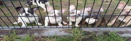 Franse Bulldog honden te koop: Franse Bulldog pups blauw merle crème bont isabel - Advertentie 2