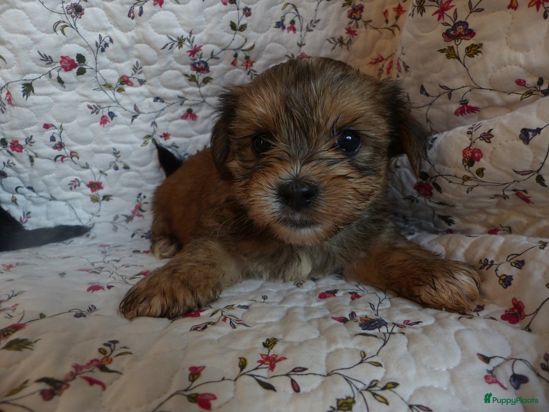 Yorkshire Terriër honden te koop: 5 pups Yorkshire Terrier gezond niet doorgefokt - Advertentie 8