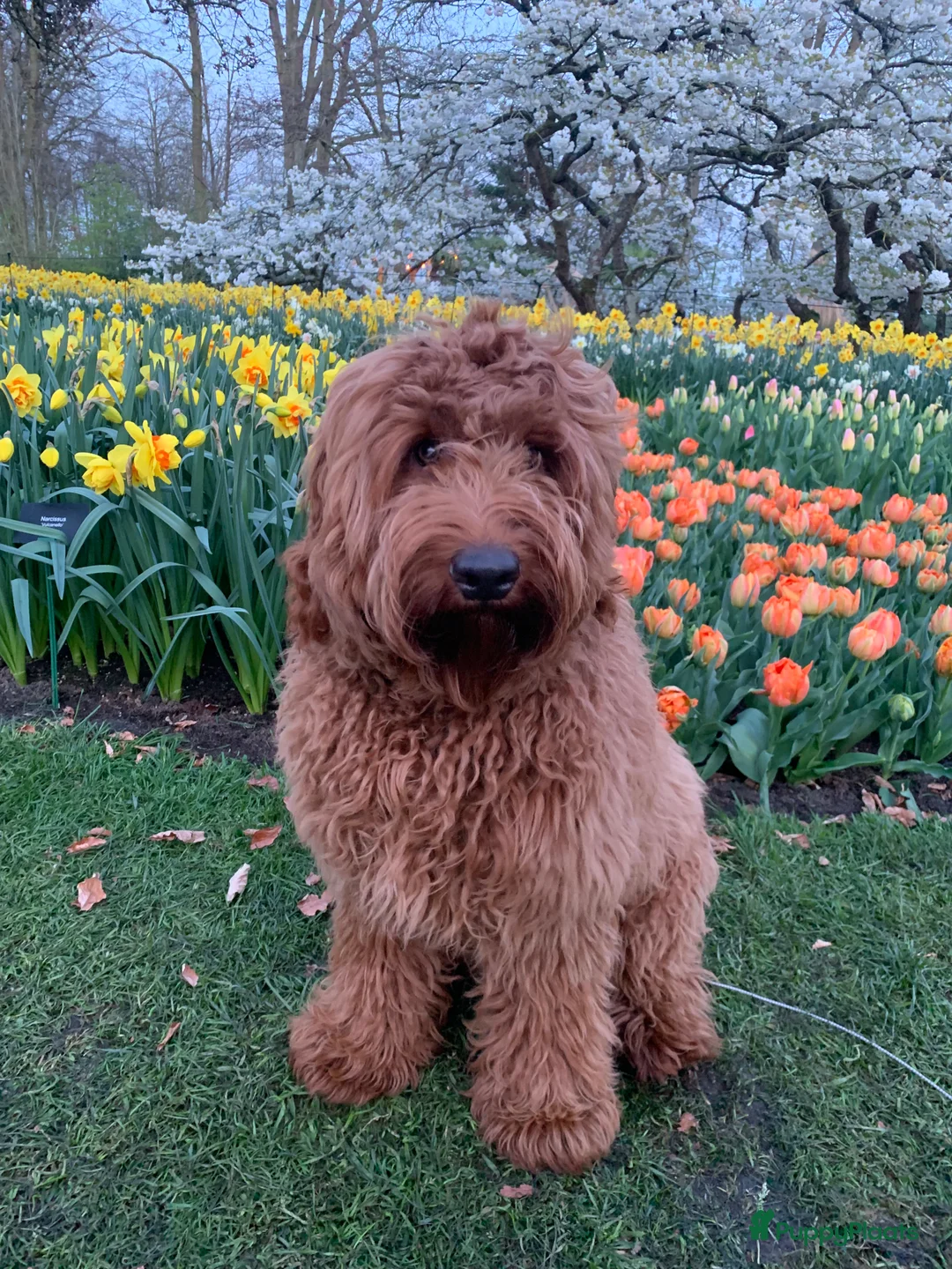 Australian Labradoodle honden ter dekking: Australian Labradoodle dekreu – volledig getest - Advertentie 2
