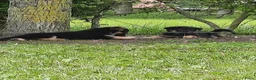 Duitse Herder honden te koop: Mooie Duitse herderpups in Beltrum - Advertentie 6