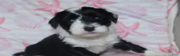 Tibetaanse Terriër honden te koop: Tibetaanse terrier pups met stamboom  - Advertentie 3