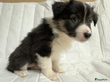 Kruising Puppy 2