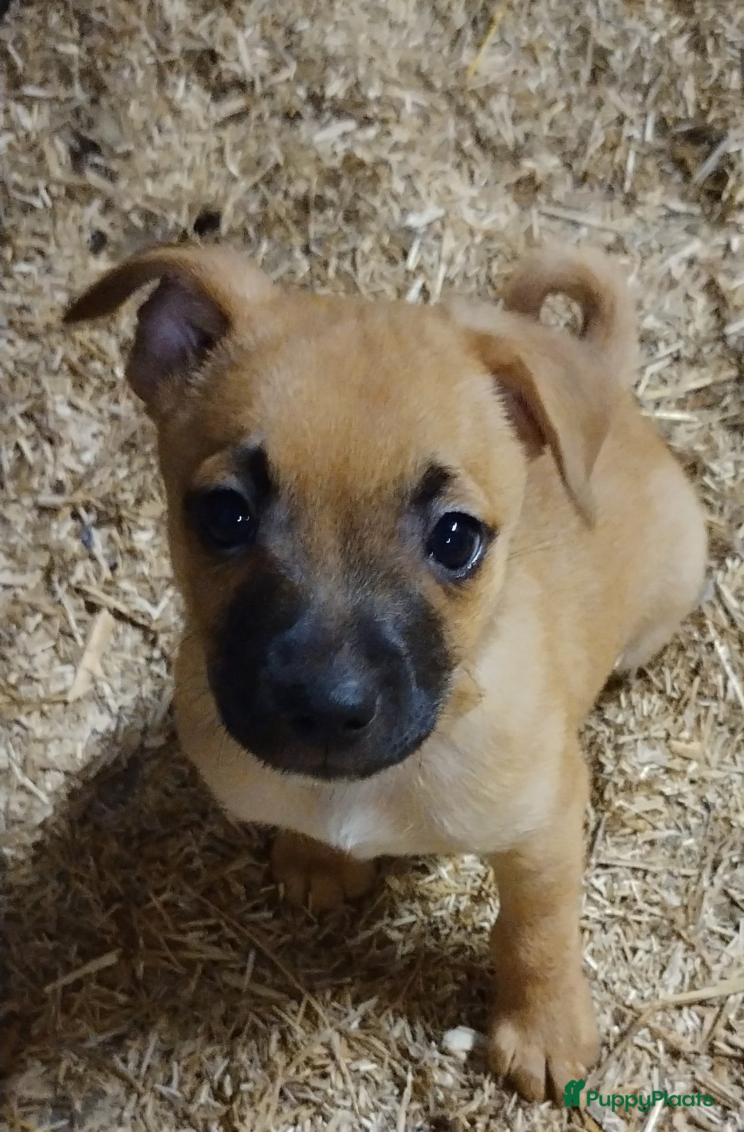Kruising honden te koop: Jack Russell terriër kruising met pomeriaan reu in Eemnes - Afbeelding 14
