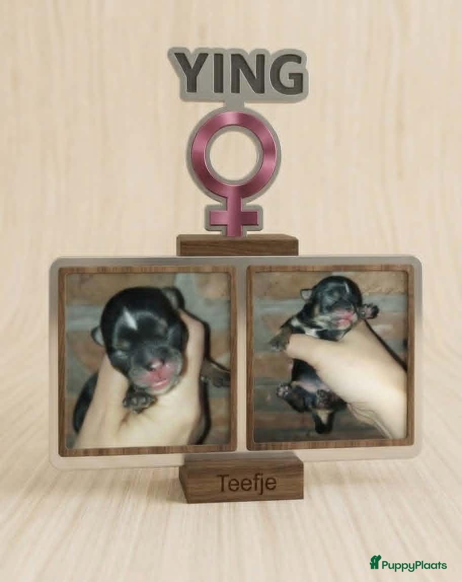 Chihuahua honden chihuahua pupjes - Advertentie 6