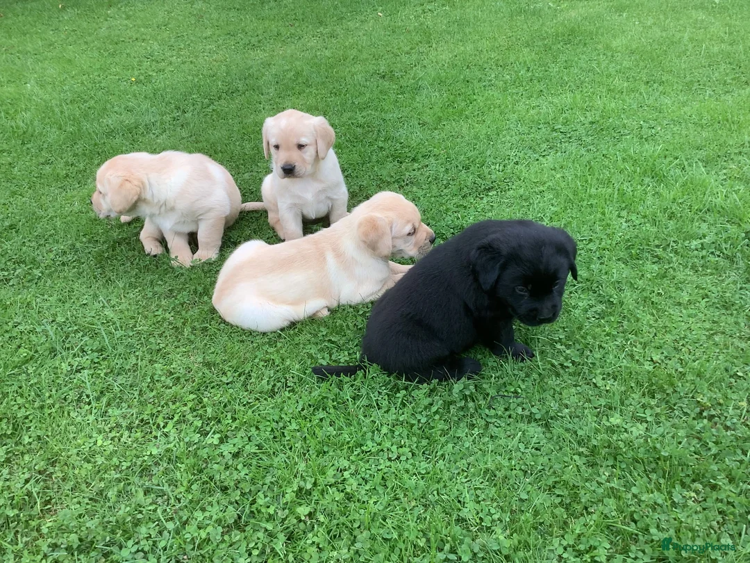 Labrador Retriever honden te koop: Zeer mooie labradorpuppies van stamboomoudersZz  - Advertentie 2