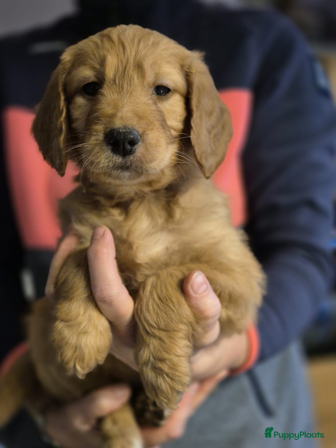 Goldendoodle honden te koop: Lieve Golden Doodle teefjes  - Advertentie 13