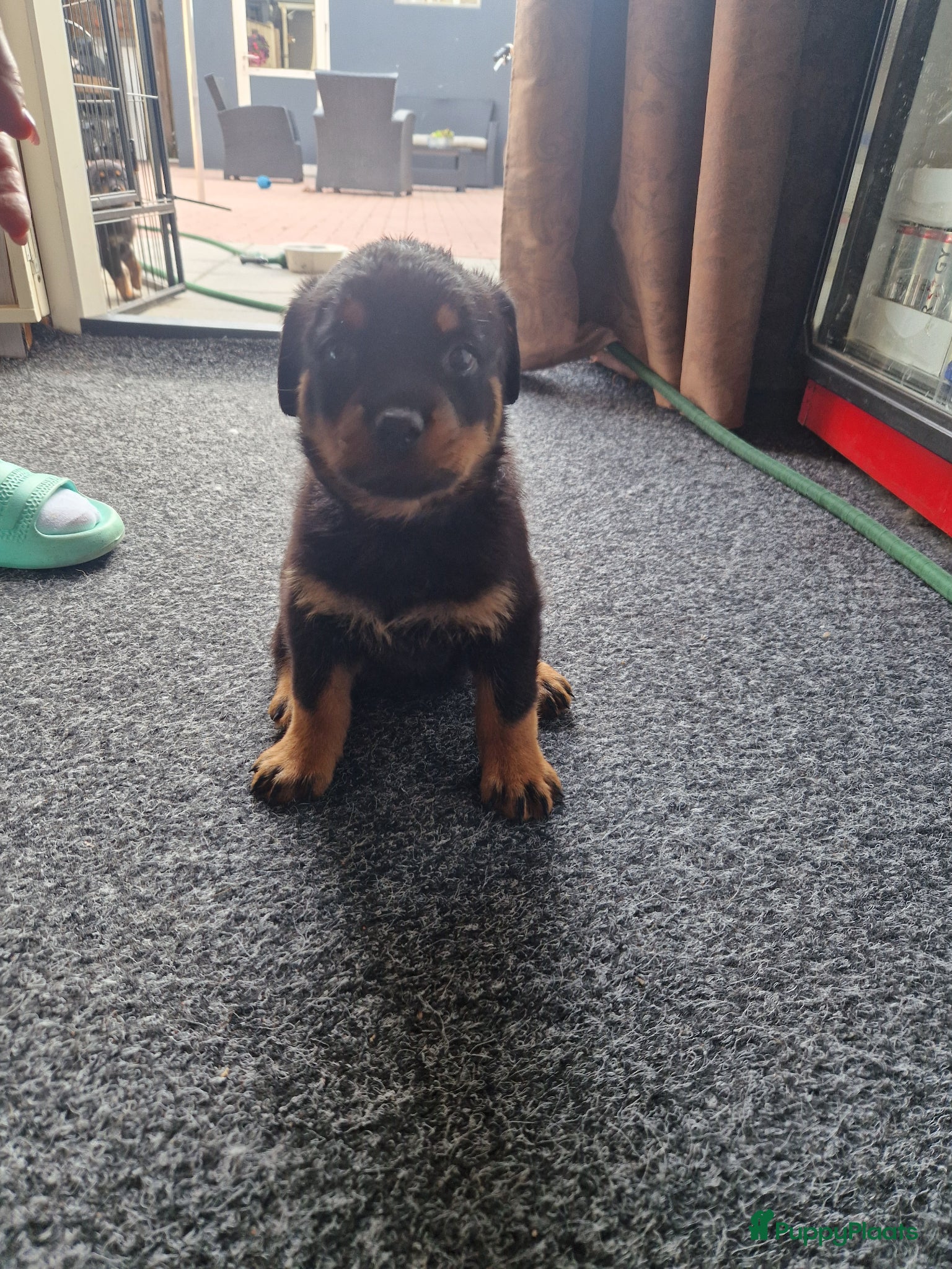 Rottweiler honden te koop: Super mooie rottweilerpups - Advertentie 5