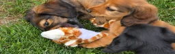 Teckel (langhaar) honden te koop: Prachtige Langharige Dwergteckelpups te koop - Advertentie 8
