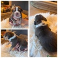 Amerikaanse Bully Puppy 2