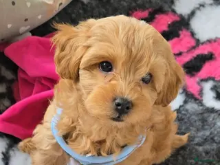 Maltipoo honden Mooie Lieve Maltipoo Maltezer / toypoedel pups - Advertentie 14