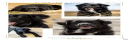 Kruising honden te koop: 4 dame Australian Retrievers zoeken thuis. - Advertentie 2