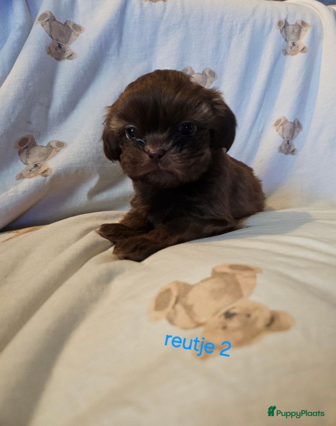 Shih Tzu honden te koop: Laatste Mooie shih tzu reutje - Advertentie 8